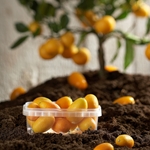 Picture for category Voeding
